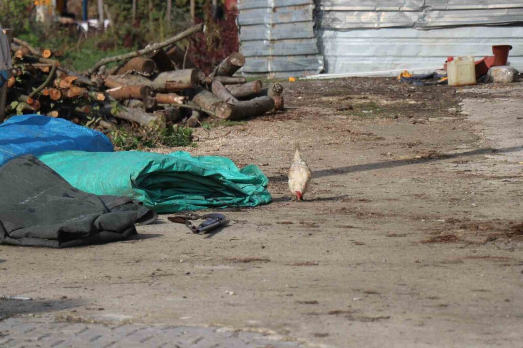 Tavuk Sebebiyle Yaşanan Tartışma İki Yeğeni Tüfekle Yaraladı