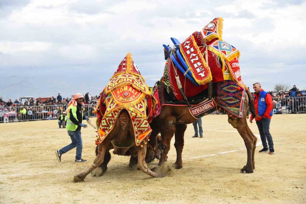 Efeler’deki deve güreşi festivali başka bir tarihe ertelendi