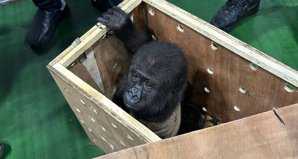 İstanbul Havalimanı’nda nesli tükenmekte olan goril yavrusu yakalandı!