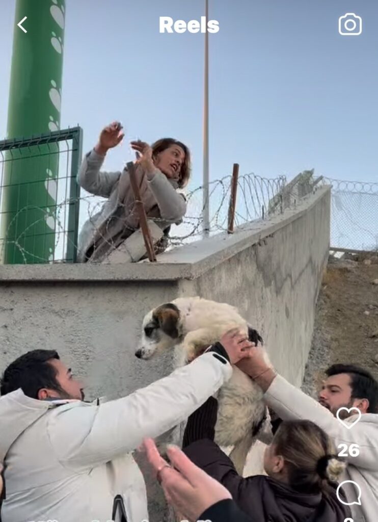 Mamak’ta hayvan barınağı krizi: Köpekler sokaklara salındı! 