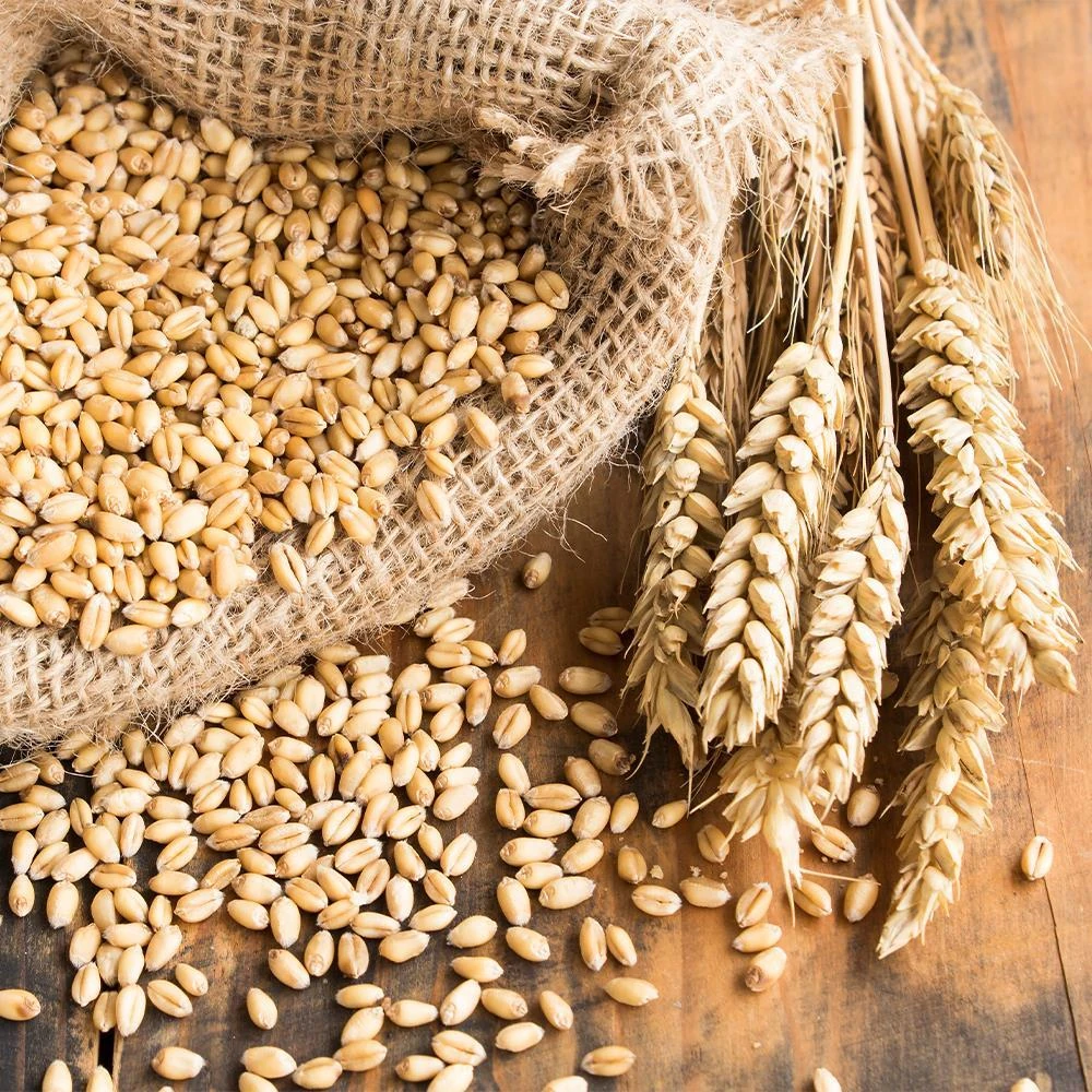 TÜİK: Buğday, arpa, çavdar, yulaf ve mısır üretimi geçen yıla göre azaldı