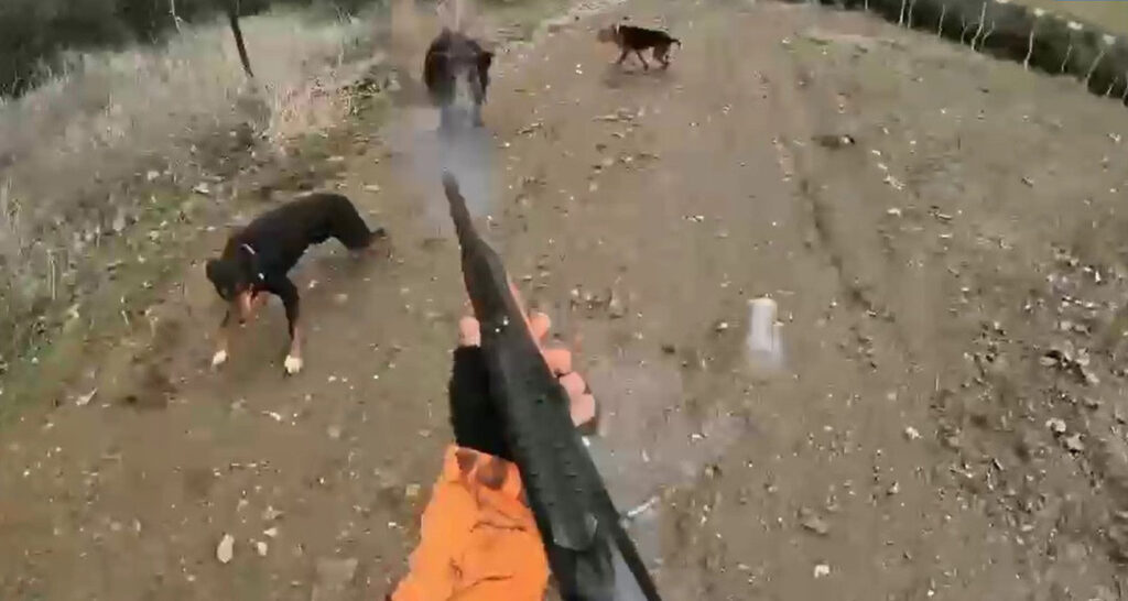 Manisa’da avlanan bir kişiye yaban domuzu saldırdı