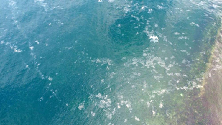 Marmara Denizi’nde müsilaj yeniden ortaya çıktı