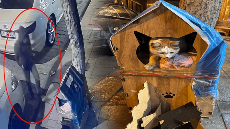 Kaldırımdaki kedi evini tekmeledi