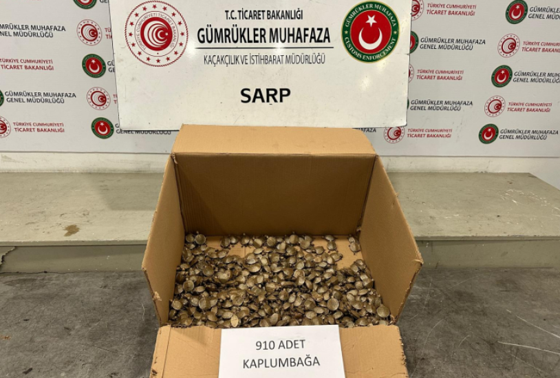 Sarp Gümrük Kapısı’nda 910 su kaplumbağası ele geçirildi