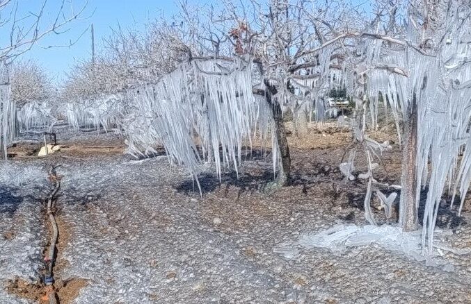 Adıyaman’da soğuk hava fıstık bahçelerini dondurdu