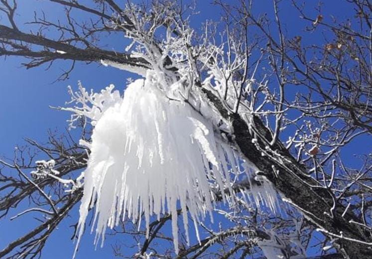 Hava sıcaklığı düştü: Ağaç dalları buzla kaplandı