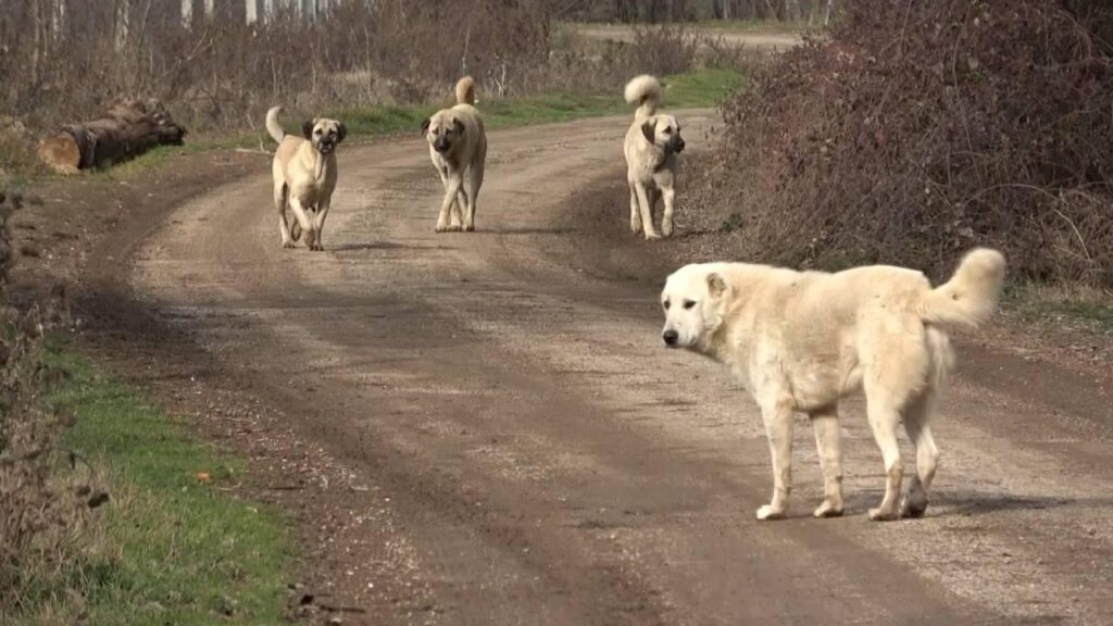 Adıyaman’da sokak köpeklerinin saldırısına uğrayan 4,5 yaşındaki çocuk yaralandı