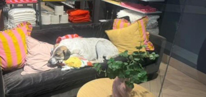 İzmir’deki AVM’de başıboş köpek 3 yaşındaki çocuğa saldırdı