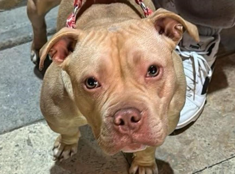 Gümüşhane’de yasaklı ırk köpek gezdirene dev ceza: 76 bin lira