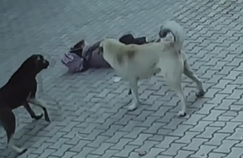 Okul yolunda köpek saldırısı