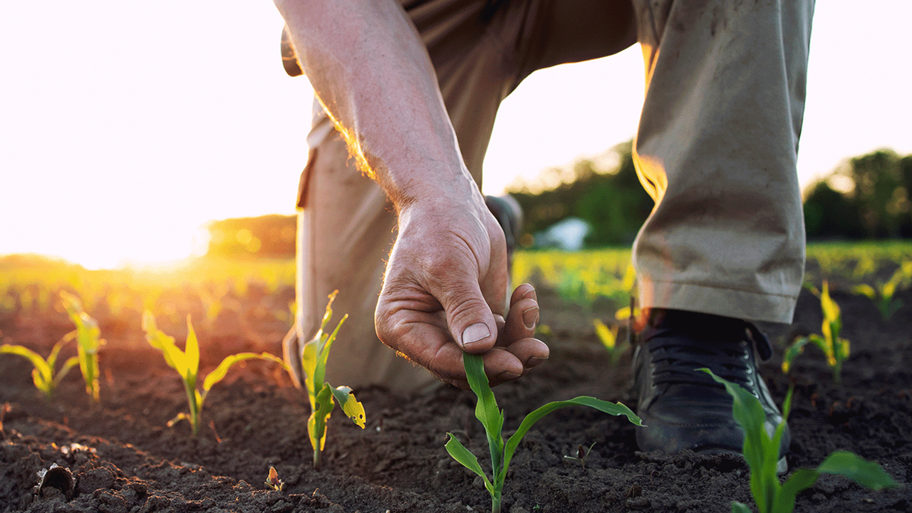 İŞKUR’da yeni ilan: Karadeniz Bölgesi için Ziraat Mühendisi aranıyor