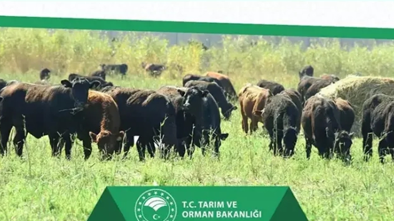 Kırsalda bereket başlıyor: Hem 100 hayvan hem aylık 15 bin TL destek! Başvurular ne zaman?