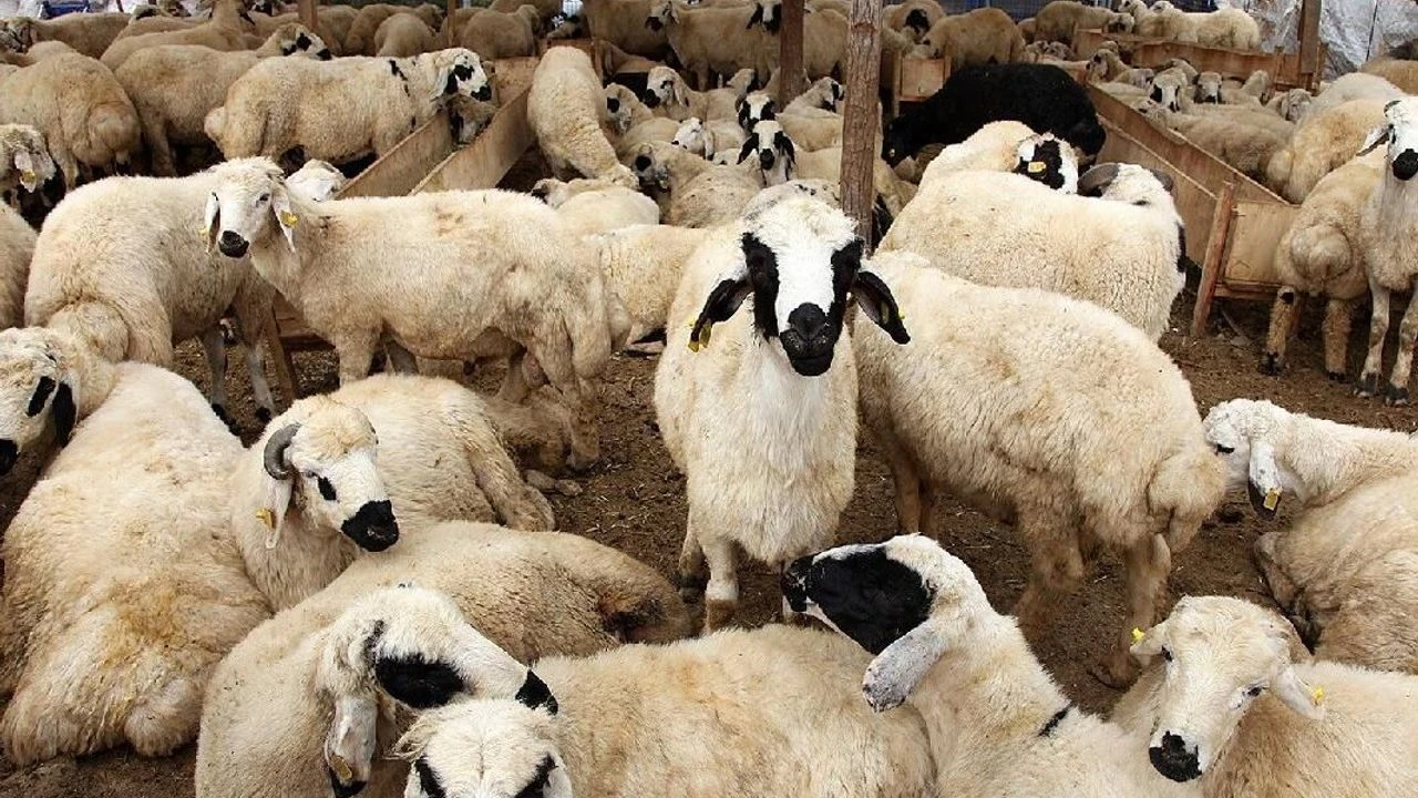 Kurbanlık fiyatları cep yakacak! 2026 için ilk rakamlar ortaya çıktı