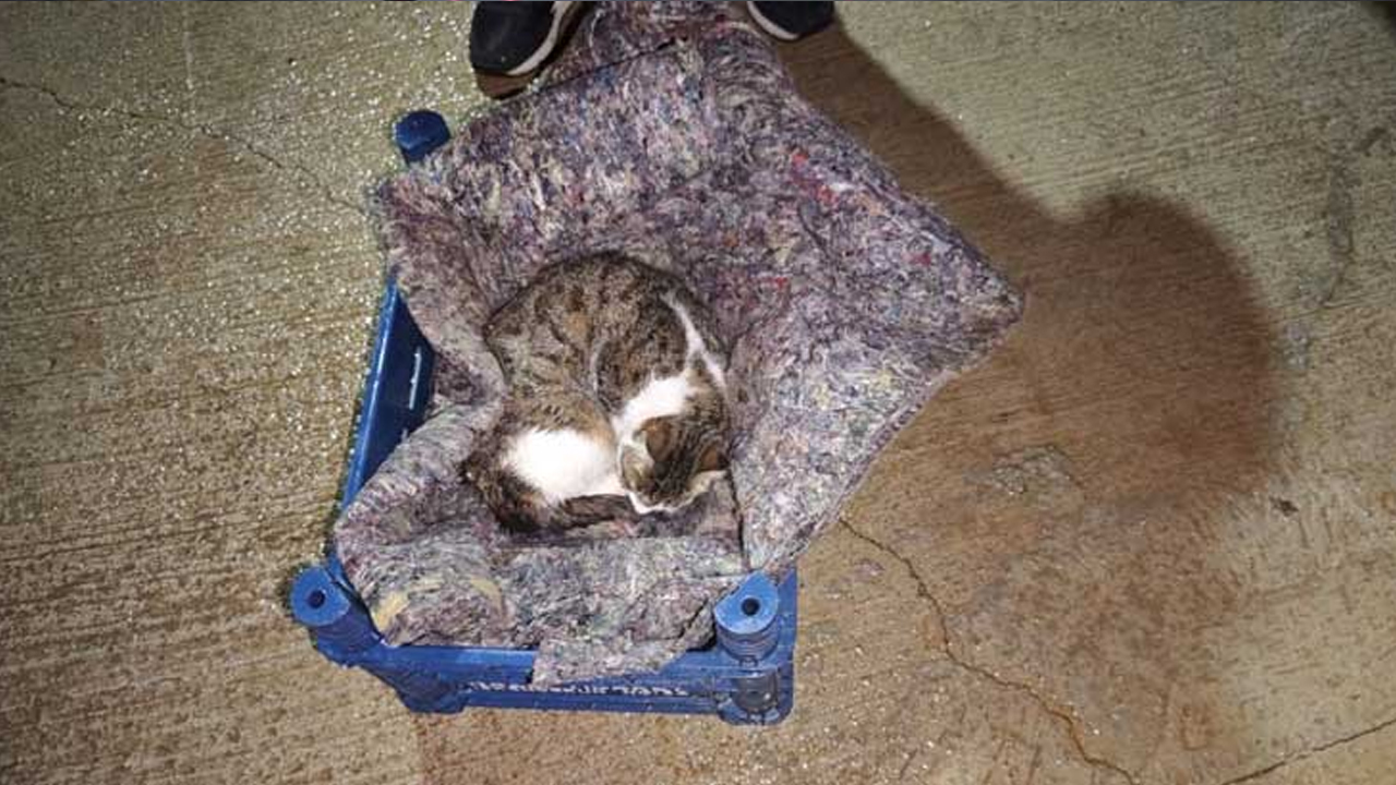 Su giderinde doğum yapan kedi ve yavrularını itfaiye kurtardı