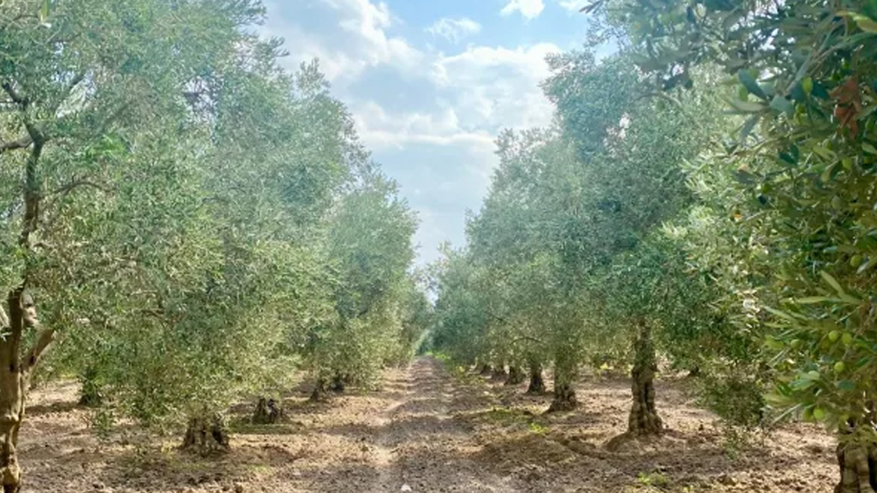 Yatırımlık tarım arazisi fırsatı:5.3 milyon TL muhammen bedelle satılık kiraz ve zeytin bahçesi!