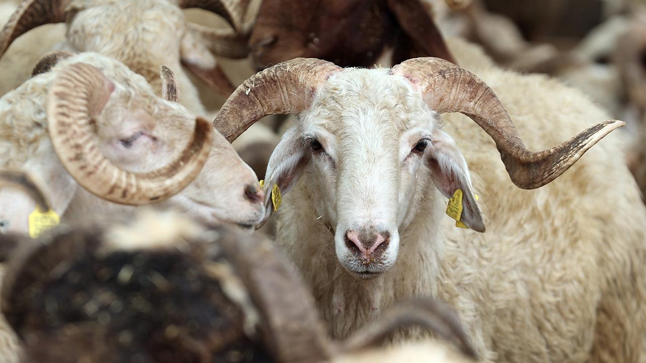 Kurbanlık fiyatları açıklandı: 2026’da rakamlar cep yakacak