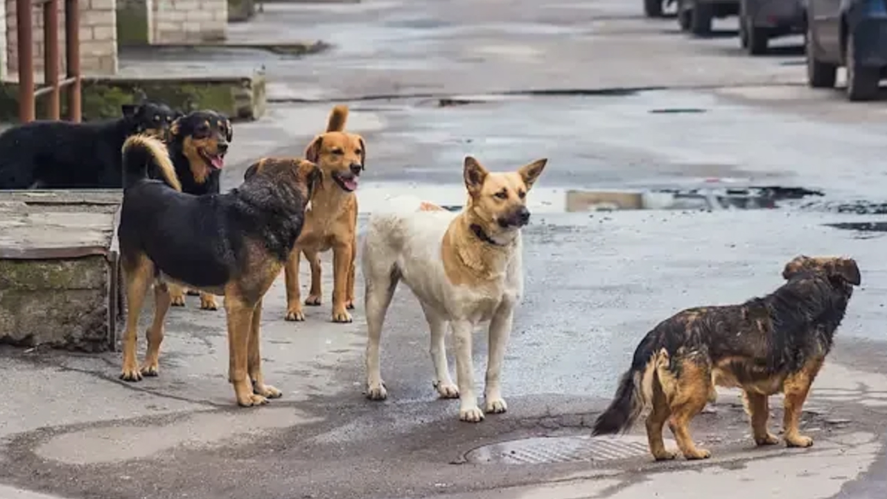Valilikten belediyelere sert talimat: Sokak köpekleri için son tarih verildi