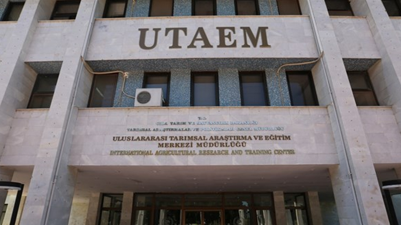 Uluslararası Tarımsal Araştırma ve Eğitim Merkezi Müdürlüğü’ne 12 geçici temizlik görevlisi alınacak